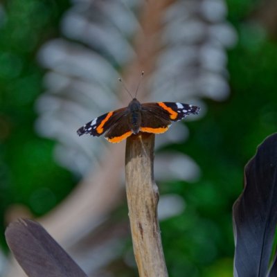Vlinderbezoek