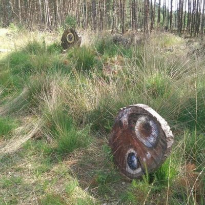 Natuur Begraafplaats 'de Utrecht'