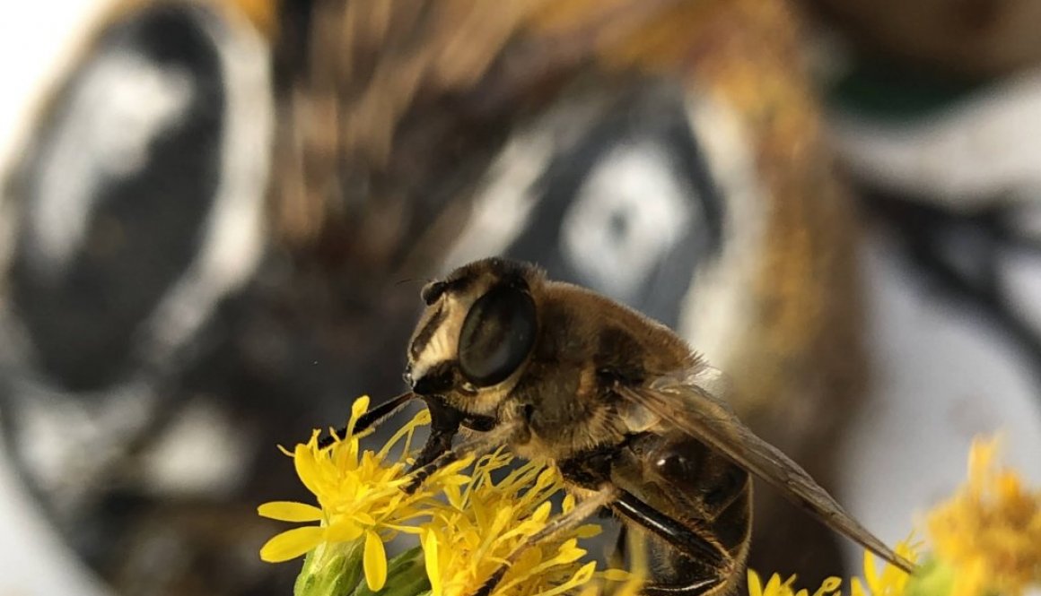 Detail installatie Bee Good-Mireille Schermer Nature Works