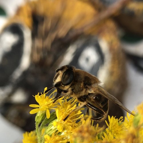 Detail installatie Bee Good-Mireille Schermer Nature Works