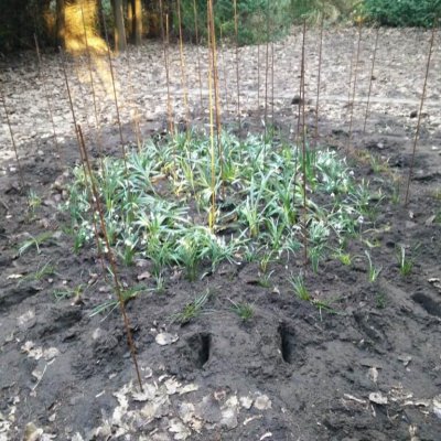 Bolletjes planten