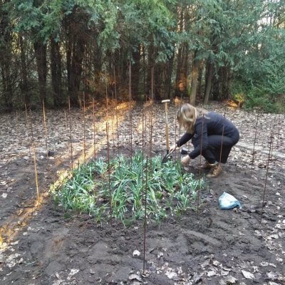 Geredde bollen planten