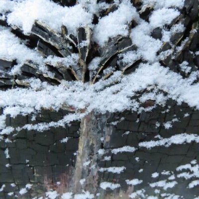 Snowy tree