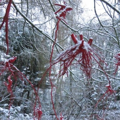 Snowy roots