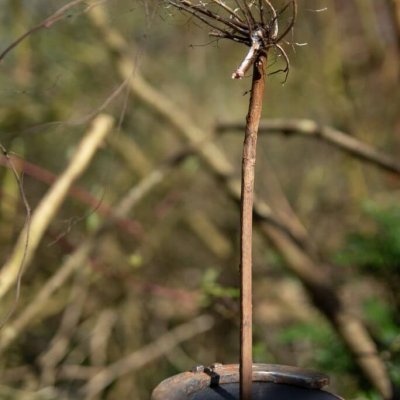 'Stokpaardje' Foto: Toon van der Werf